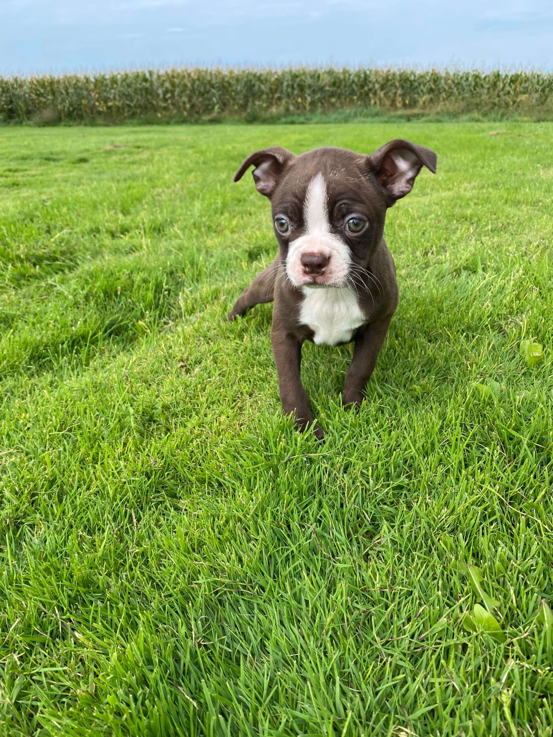 boston terrier