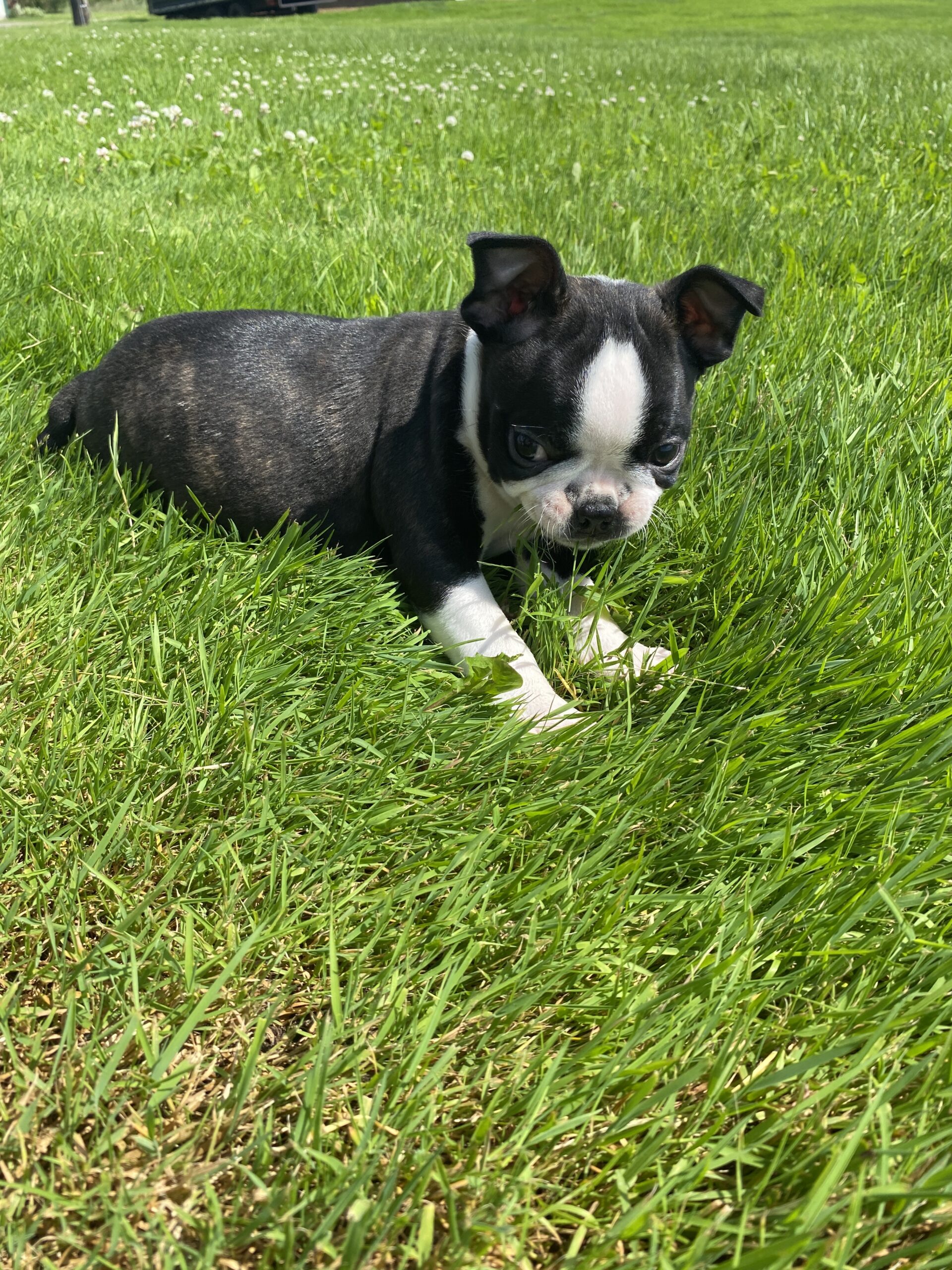 Female Boston terrier puppies