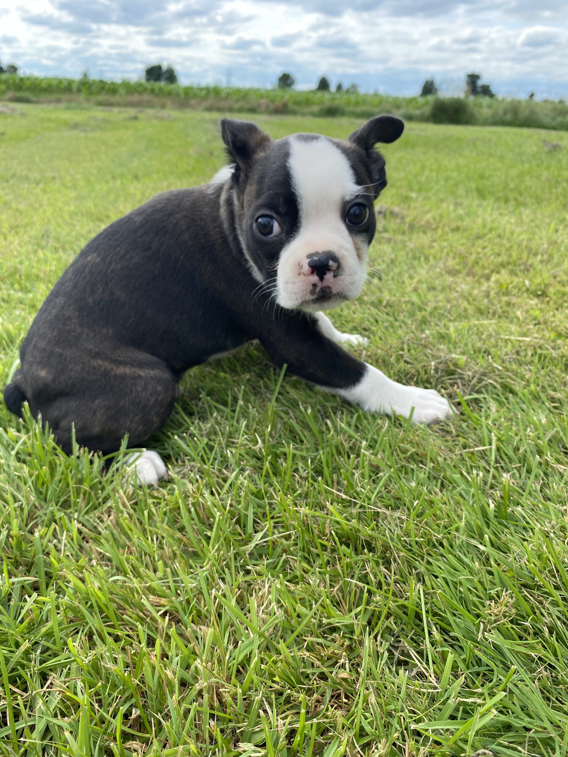 Male Boston terrier