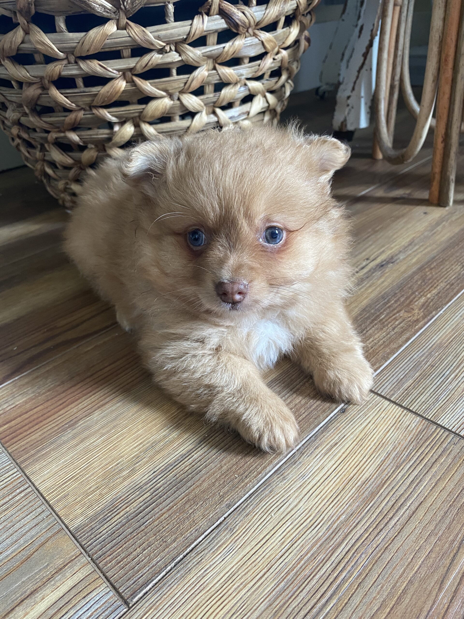 Pomchi Puppy