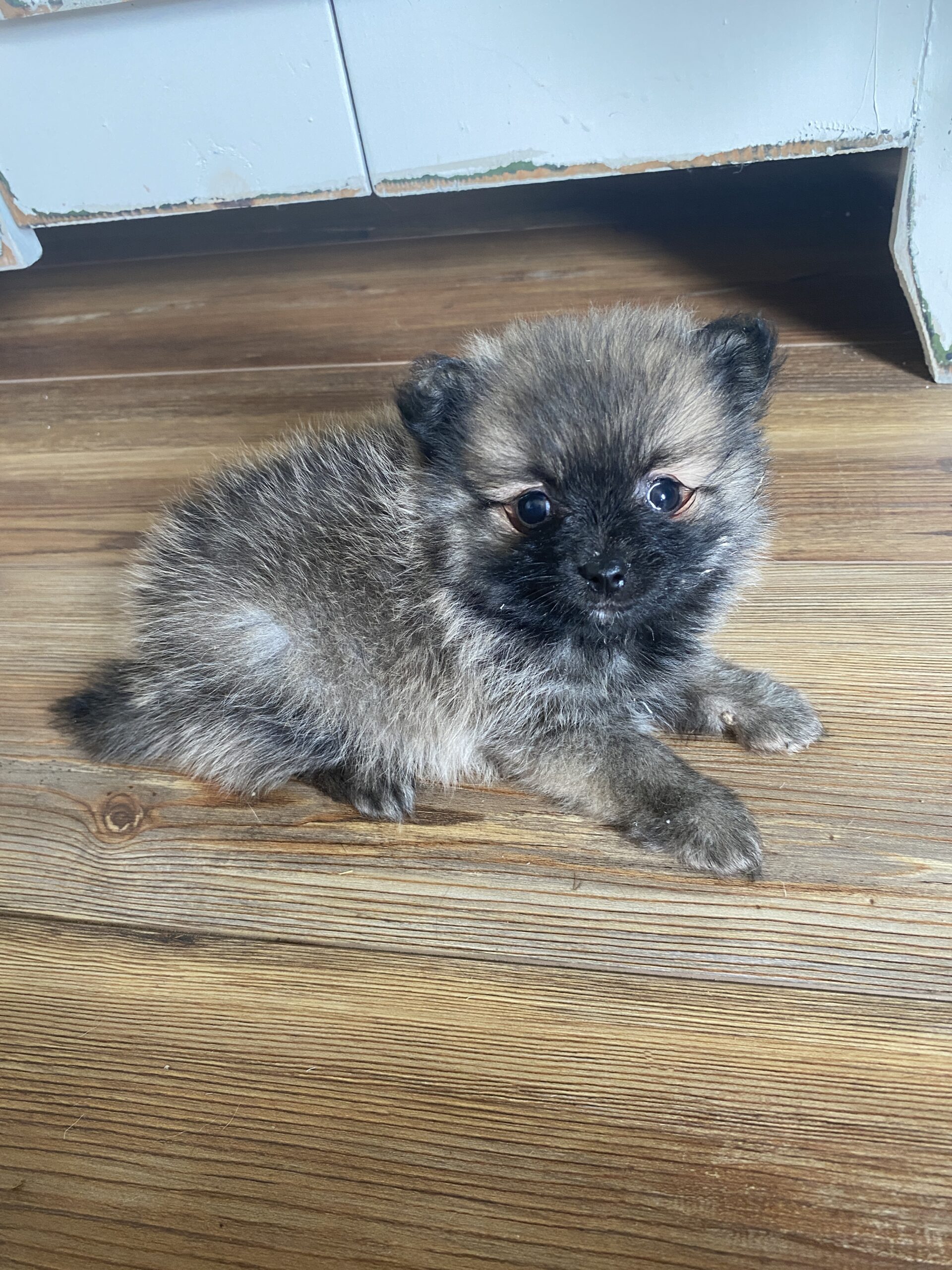 Pomchi Puppy