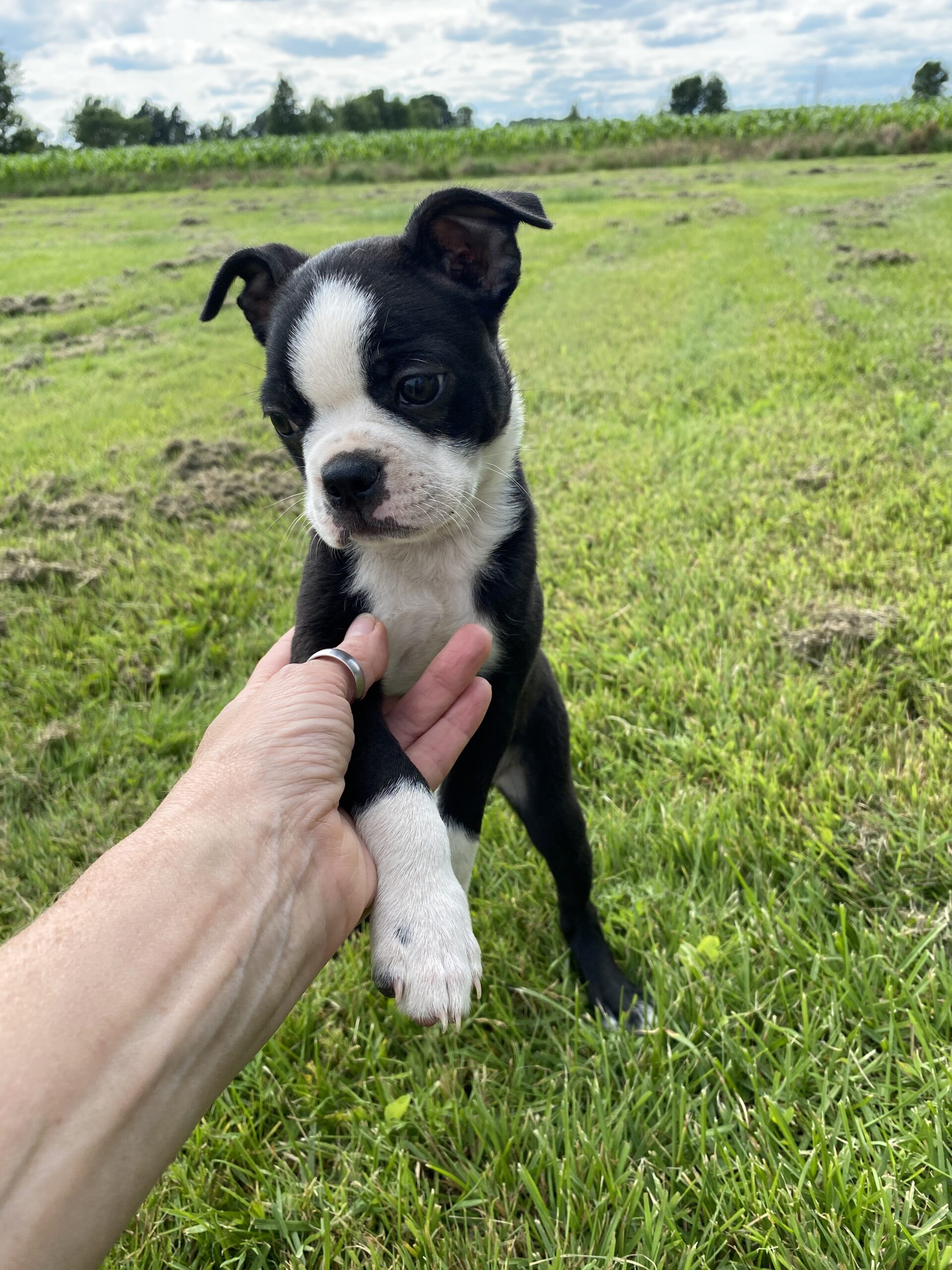 Male Boston terriers